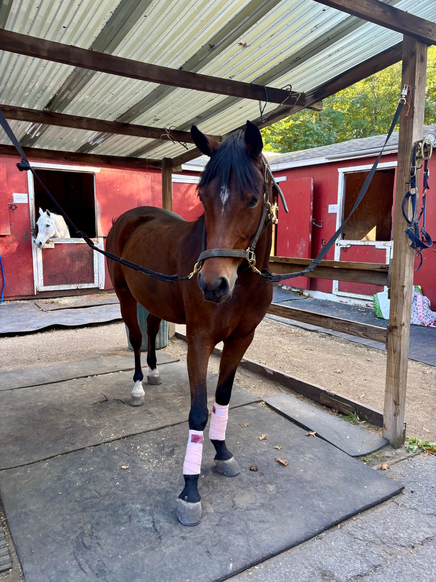 Baby Pink glitters polo wraps