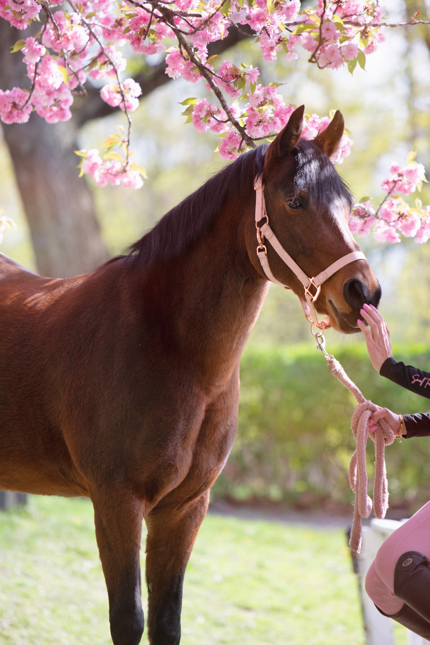 Baby Pink Waterproof Horse Halter – Adjustable, Durable & Weather-Resistant