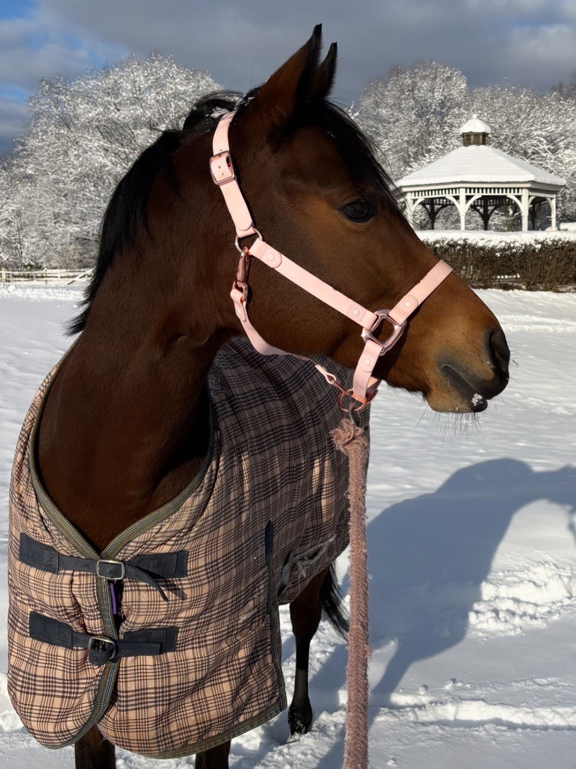 Baby Pink Waterproof Horse Halter – Adjustable, Durable & Weather-Resistant