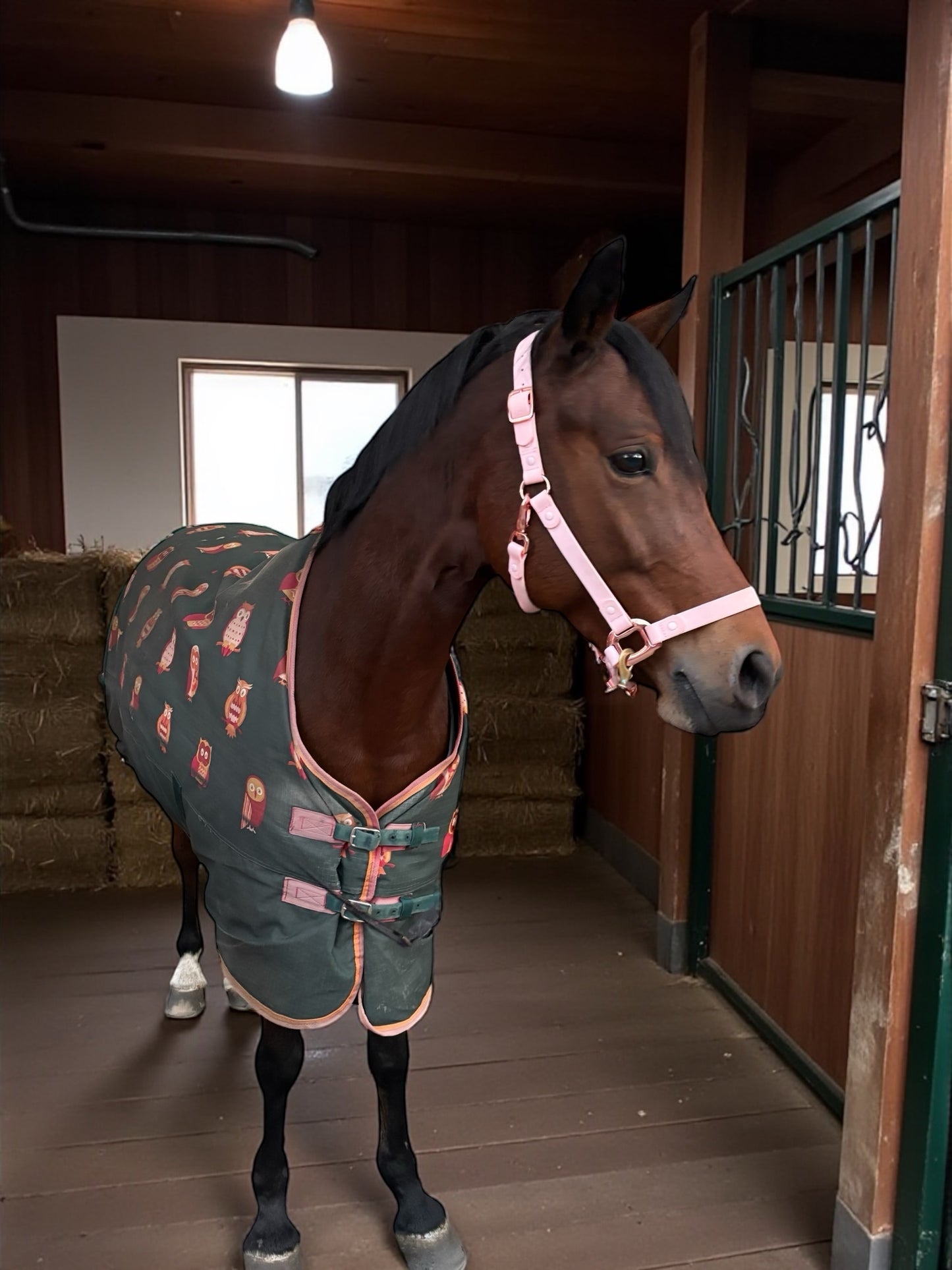 Baby Pink Waterproof Horse Halter – Adjustable, Durable & Weather-Resistant